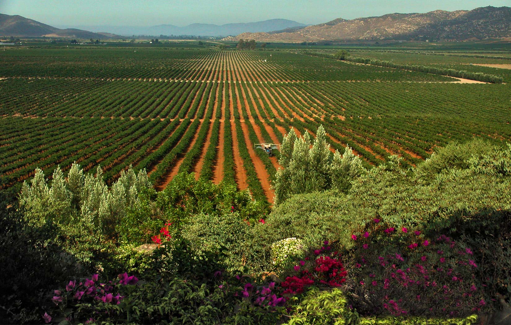 Valle de Guadalupe: escapada de vino y paisaje para sentir México en la piel