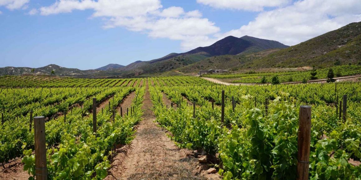 Valle de Guadalupe: vive el enoturismo desde Entrevalle Hotel Boutique